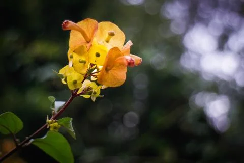 Flowers - Native Plants Stock-Fotos