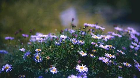 Flowers - Native Plants Stock-Fotos