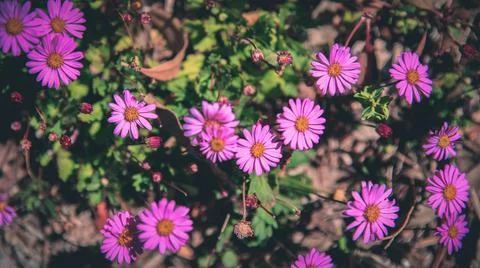 Flowers - Native Plants Stock-Fotos
