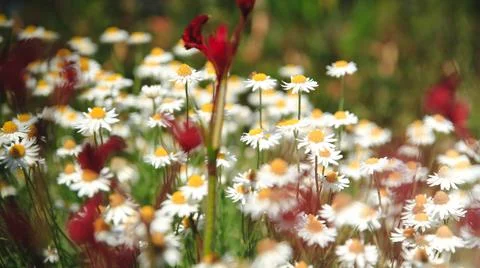 Flowers - Native Plants Stock-Fotos