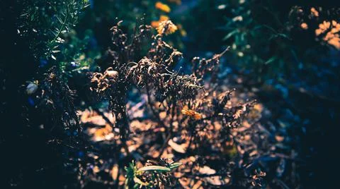 Flowers - Native Plants Stock-Fotos