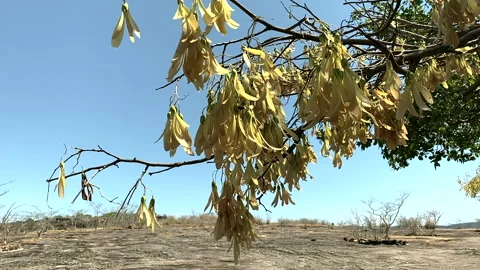 Flowers in the natural forest Stock Footage 252638981