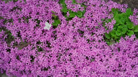 Flowers nature background pattern real purple pink color seasonal plants Stock Footage 154374755