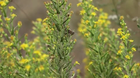 Flowers, Nature concept Stock Footage 142461484