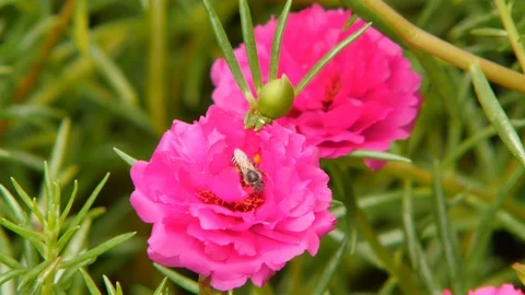 Flowers with nature Stock Footage 91200749