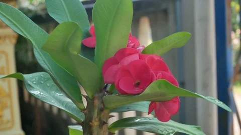 Flowers in nature. Stock Footage 96222369