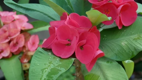 Flowers in nature. Stock Footage 96222386