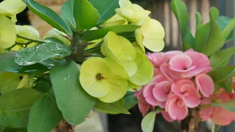 Flowers in nature. Stock Footage 96222405