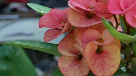 Flowers in nature. Stock Footage 96222449