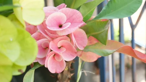 Flowers in nature. Stock Footage 96222827