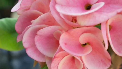 Flowers in nature. Stock Footage 96222840