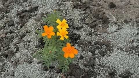 Flowers in nature Видео 107536089