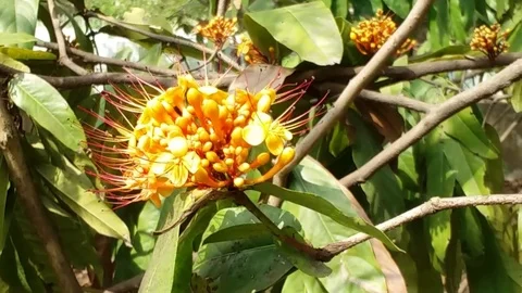 Flowers in Nature Stock Footage 109618515