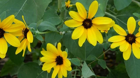 Flowers in the nature Stock Footage 120895394