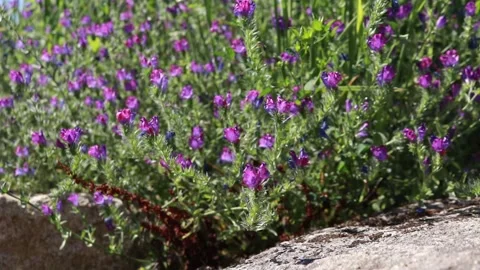 Flowers in the nature. Stock Footage 131402588