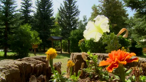 Flowers in nature  Stock Footage 149040364