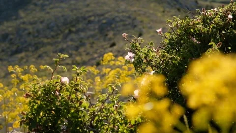 Flowers in nature Stock Footage 294016815