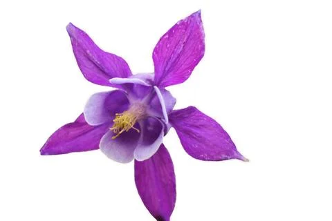 Flowers, nature Stockfoto's
