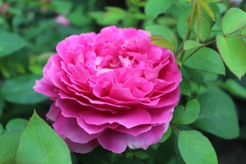 Flowers, nature Stockfoto's