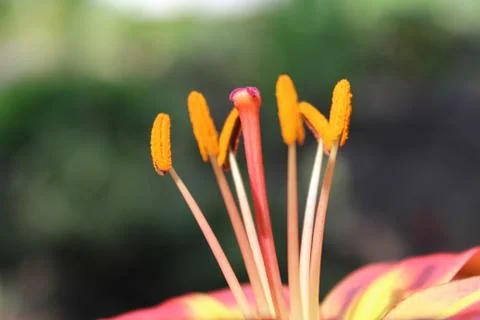 Flowers, nature Stock Photos