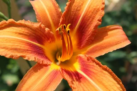 Flowers, nature Stockfoto's