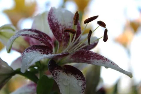 Flowers, nature Stock Photos
