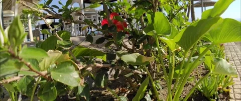 Flowers near the beach, Anamorphic 스톡 동영상 143387232