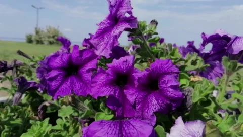 Flowers near the water Stock Footage