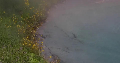 Flowers next to a hot spring with mist 4k 24fps Stock Footage 79293764
