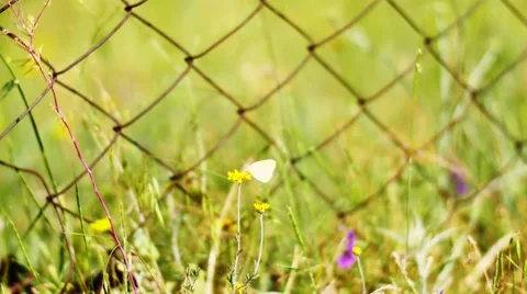 Flowers Next to a Metal Gate Stock Footage 53232575