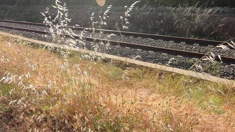 Flowers next to the train track with the sun in the background. Видео 108584300