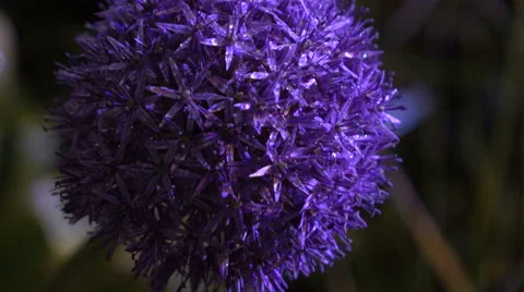 Flowers night with drops Stock Footage 68933628