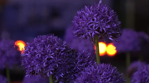 Flowers night with drops  Stock Footage 68935092