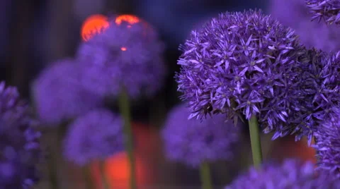 Flowers night with drops  Stock Footage 68936578