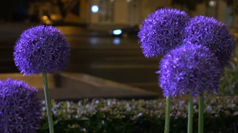 Flowers night with drops  Stock Footage 68937413