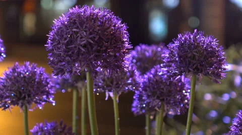 Flowers night with drops  Stock Footage 68940326