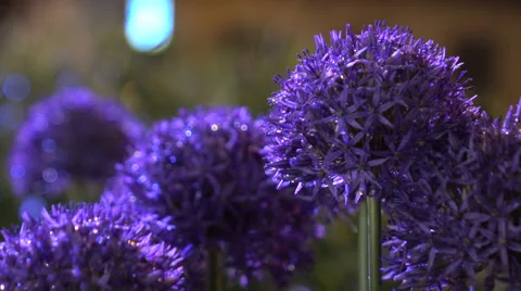 Flowers night with drops  Stock Footage 68967635