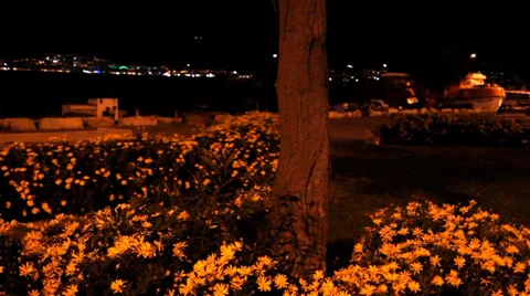 Flowers Night Vídeos de archivo 39911073