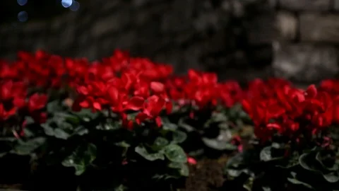 Flowers in night Stock Footage 99521543