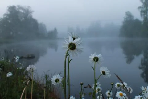 Flowers in the night. Foto stock