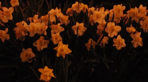 Flowers at Night (Tulips) Video stock 7732248