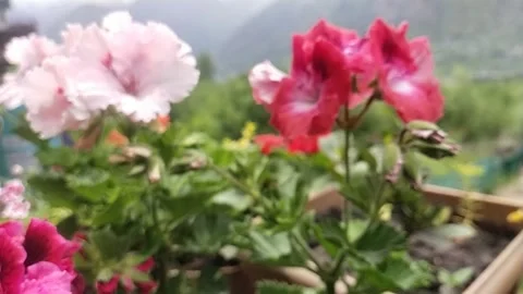 Flowers not in focus Stock Footage 239055812