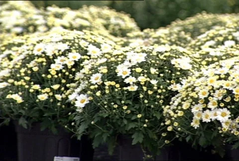 Flowers in a Nursery  028 Stock Footage 486444