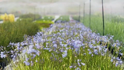 Flowers in the nursery with irrigation Stockbeeldmateriaal 168240968