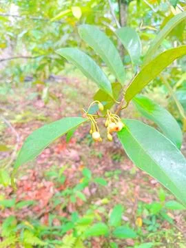 Flowers from the nutmeg tree Stock Photos