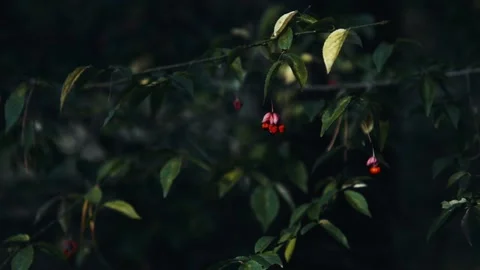 Flowers that occur naturally in the forest. Stock Footage 163365703