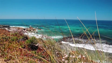 Flowers on the ocean beach Stock Footage 65100990