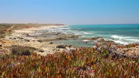 Flowers on the ocean beach Stock Footage 65102251