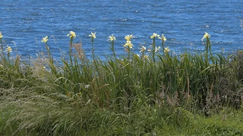 Flowers with Ocean BG Stock Footage 91235804