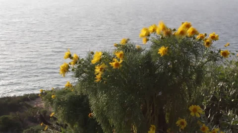 Flowers with Ocean Video stock 46667663